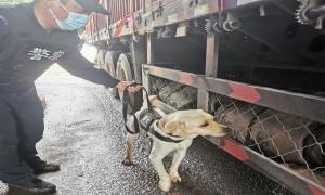 守护边境安全稳定 “神犬奇兵”化身“移动安检机”