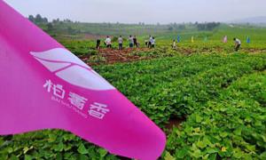 柏树乡：党建赋能打造科技兴农致富路