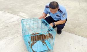 幼麝惊慌“迷路” 民警及时送救