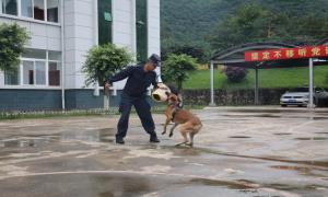 “警犬比武队”大揭秘