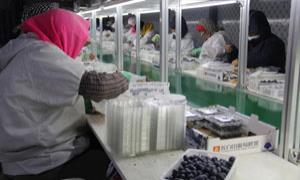 新屯子镇搭建蓝莓仓储中心，拓宽百姓致富路
