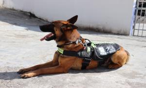 警犬江珑：白云深处的“边境卫士”