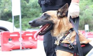 戍边警犬能听懂训导员的多种语言口令