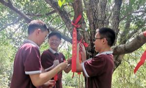 湖北咸宁96名准大学生认养古桂树，记住乡愁播撒文明