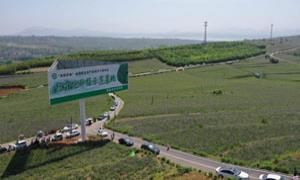 叶岭村：陆浑湖畔丹参红