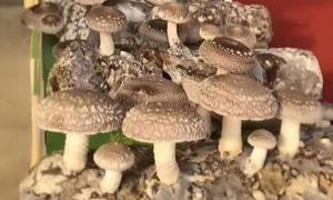 下磨村：小小花菇孕育和美乡村生活
