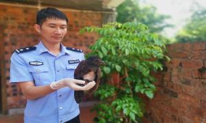 “红毛鸡”意外被撞 移民管理警察暖心救助