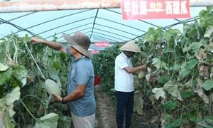 嵩县：特色产业“枝繁叶茂”