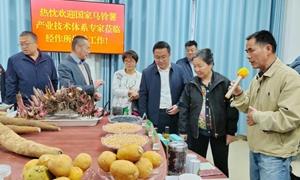 广西南宁：科技赋能冬种马铃薯产业发展