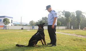 “犬”无不胜 护卫边疆安宁