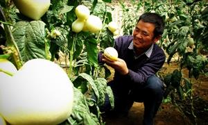 甘肃民勤：“地名品牌”奏响乡村振兴丰收乐章