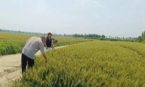 泗村店镇仓上村：创新“微小组”工作法，激发基层治理新活力