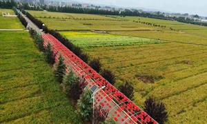 东保村：又“稻”一年好时节 丰收画卷醉人心