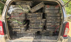 广西靖西警方缜密布控，查获走私活体蛇类2.7吨