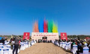 第二届温县铁棍山药霜降采挖节启幕