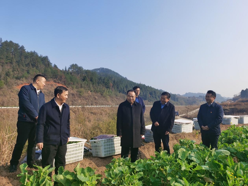 狮山油菜苔2.jpg