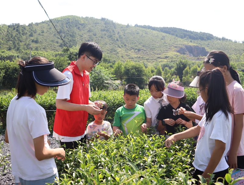 来宾市象州县妙皇乡思高村新时代文明实践站志愿者组织学生到微“茶”园开展象州茶研学活动，学习象州茶文化、体验茶叶采摘。韦婷艳 摄.jpg