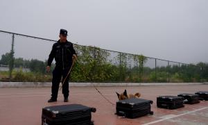 “汪”者荣誉 “犬”力以赴