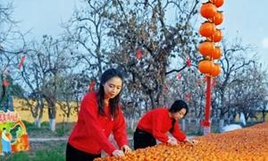 梁家原村：柿子红似火 振兴正当时