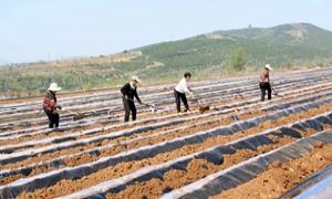 发挥代表作用 助力红薯产业高质量发展
