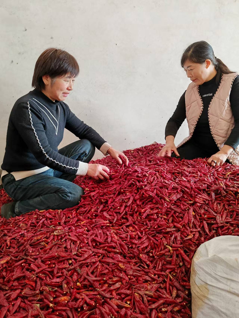 司栓红和姐妹们（图中左一）把精挑细选的优质辣椒送往商超.jpg