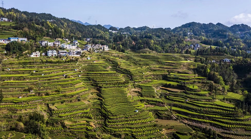 桑树坝村优质茶园.jpg
