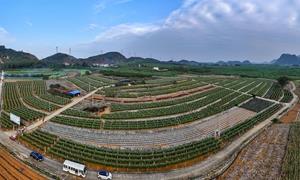 新立村：用“甜蜜”产业 巩固脱贫攻坚成果