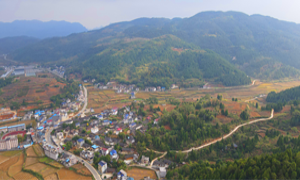 溪洲村：以“薯”为媒 绘就“薯”光溪洲
