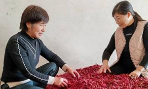 西司家村：巾帼乡村带头人 探索致富新门路
