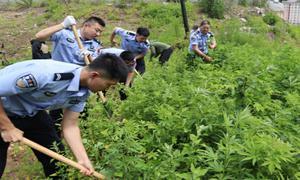 红光边境派出所联合公安局禁毒大队铲除野生大麻3000余株