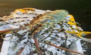 广西靖西：玉米地里查获“生猛海鲜”