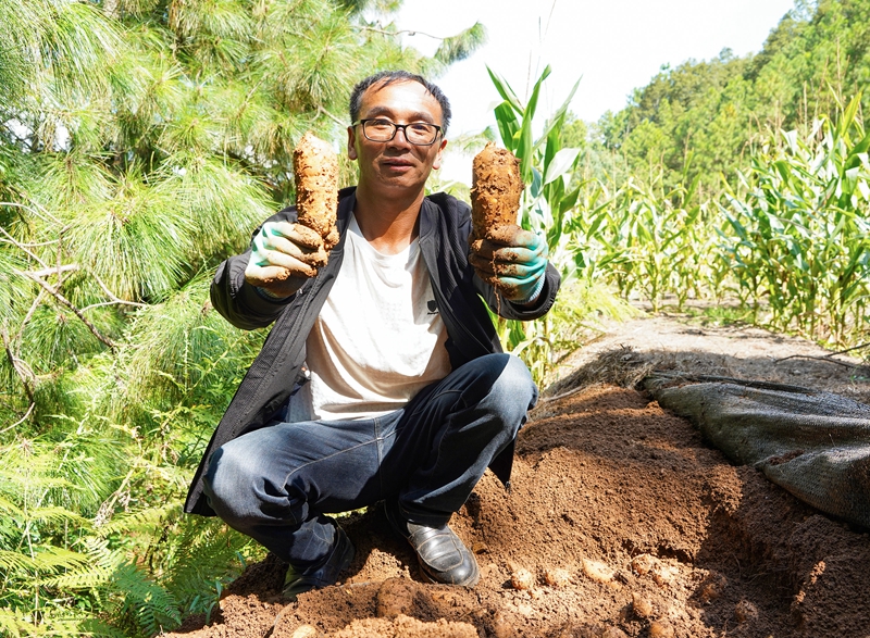 9月5日，在哲觉镇贵州驰林中草药种植有限公司天麻种植基地，技术员在展示去年种下的天麻。（赵庆能 摄）.jpg