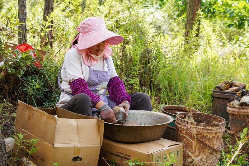 9月5日，在哲觉镇对格村贵州驰林中草药种植有限公司天麻种植基地，务工群众在清理营养瓶。（赵庆能 摄）.jpg