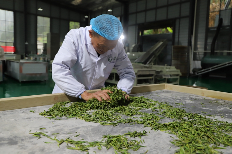 茶企员工正在揉捻鲜叶（刘云慧）.JPG