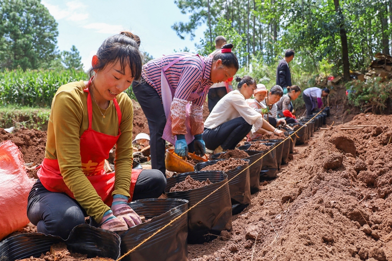 9月5日，在哲觉镇对格村贵州驰林中草药种植有限公司天麻种植基地，务工群众正在往营养桶里装土和放菌木。（岳刚 摄）.jpg