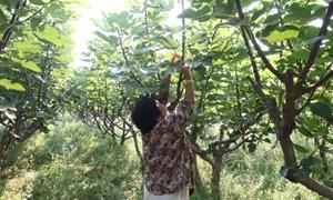小店镇：无花果开启乡村甜蜜致富路