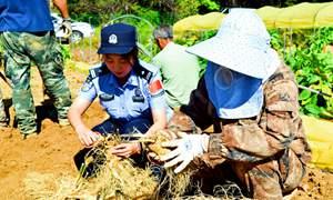 护航“人参”经济 全力织密“平安网”
