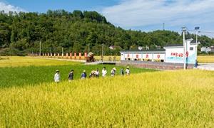 东旺坪村：以“稻田”为T台 走好振兴“稻”路