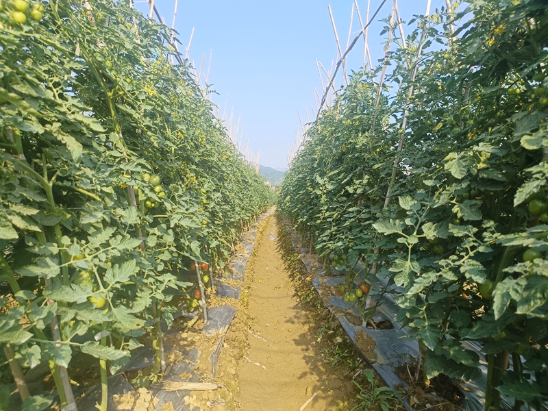 备选图希望小镇的西红柿种植基地.jpg