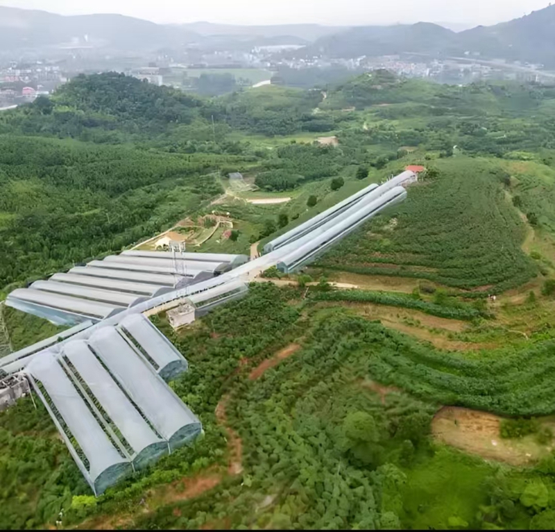石江镇“一村一品”特色种植基地.jpg