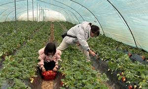 草庙村：草莓产业赋能乡村振兴