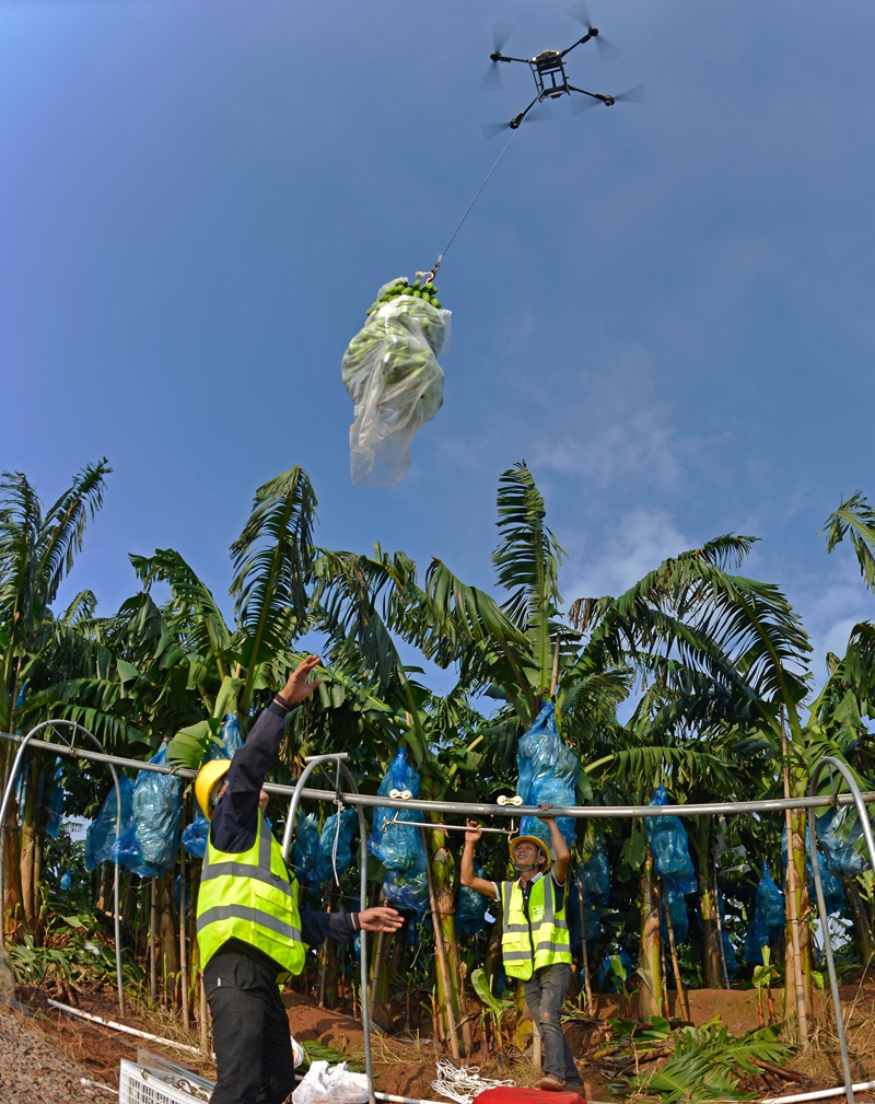 无人机将采摘下来的香蕉,运到滑轮小车上(滕忠).jpg 无人机将采摘下来的香蕉,运到滑轮小车上(滕忠).jpg