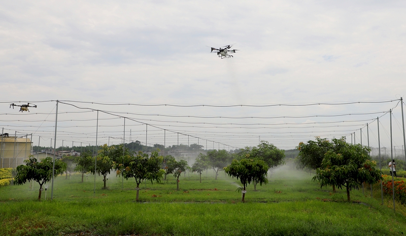 百色芒果基地智能管理（邓蕾雅摄）.jpg