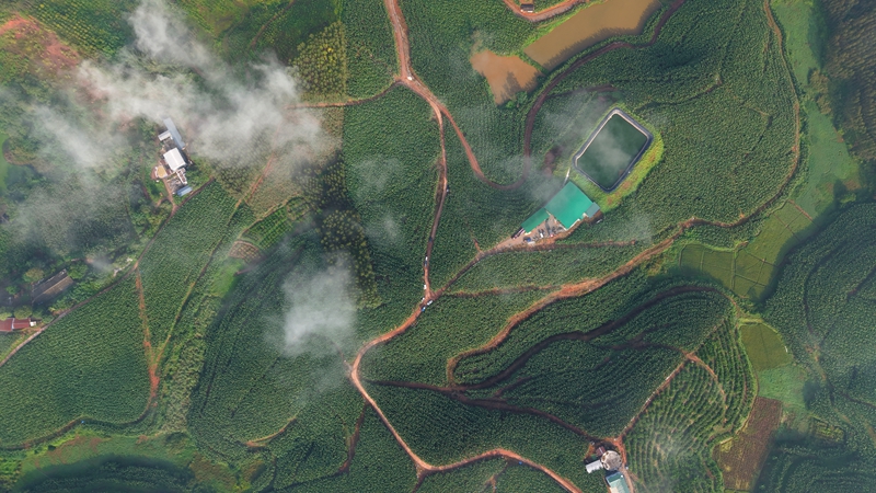 (龚素梅)邕宁区百济镇红星香蕉产业园1.jpg (龚素梅)邕宁区百济镇红星香蕉产业园1.jpg