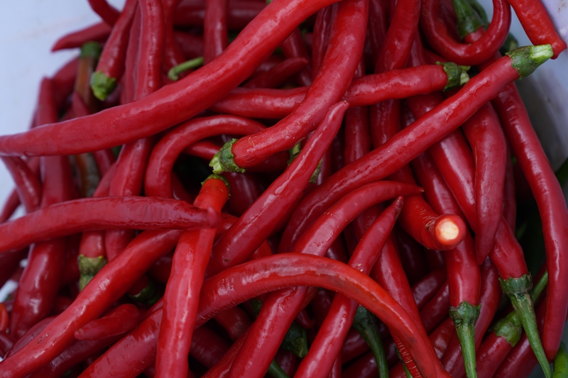 成熟的红色鲜椒1.jpg 成熟的红色鲜椒1.jpg