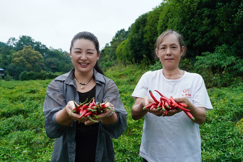 繁荣村村民们正在田野间采摘辣椒.jpg 繁荣村村民们正在田野间采摘辣椒.jpg