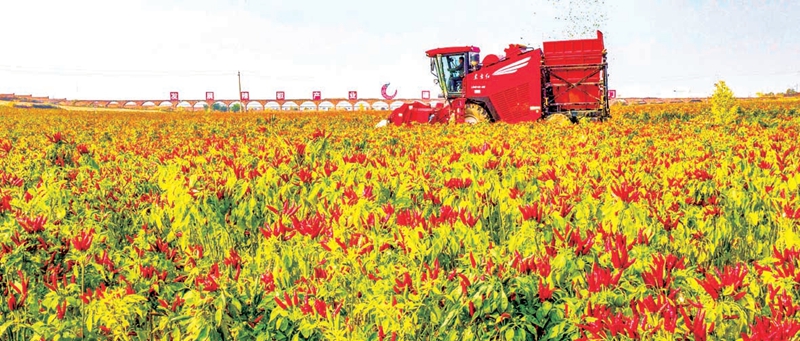 新安县铁门镇机械正在收获辣椒.jpg 新安县铁门镇机械正在收获辣椒.jpg