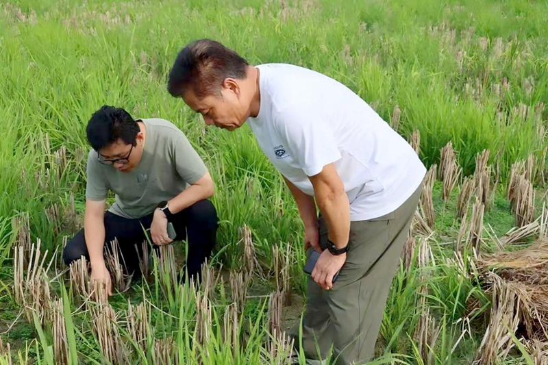 查看绿肥生长情况 韦小影 摄.jpg 查看绿肥生长情况 韦小影 摄.jpg