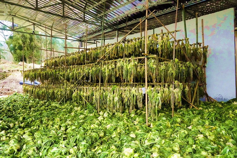 正在晾晒的建南咸菜(受访者供图).jpg 正在晾晒的建南咸菜(受访者供图).jpg