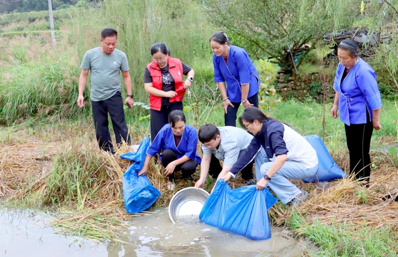 稻田投放泥鳅苗 韦小影 摄.jpg 稻田投放泥鳅苗 韦小影 摄.jpg
